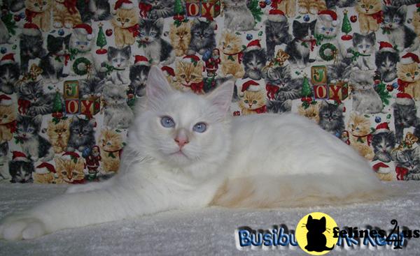 busibu Picture 2